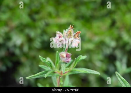 Montpellier Rock Rose Calyces in Springtime Stock Photo