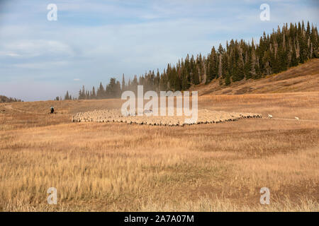 Sheep herd high mountain range horse dogs. Sheep herder on horse, dogs and large herd on summer mountain range. Roundup beautiful high alpine meadows. Stock Photo