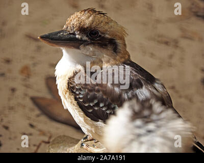 head and shoulders portrait of captive laughing kookaburra (Dacelo novaeguineae) a large terrestrial woodland kingfisher at wildlife park in Scotland Stock Photo