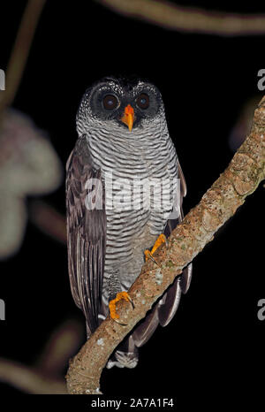 Black-and-white Owl (Strix nigrolineata) adult perched on branch  Canopy Tower, Panama         November Stock Photo