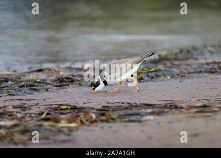 Semipalmated Plover (Charadrius semipalmatus) foraging along tidal edge Cherry Hill Beach, Nova Scotia, Canada Stock Photo