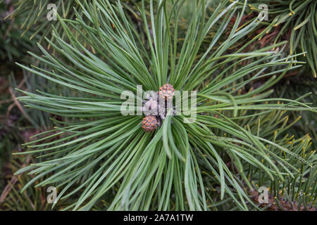 Mugo Pine Female Cones in Winter Stock Photo