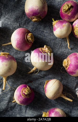 Raw Organic Purple Turnips Ready to Eat Stock Photo