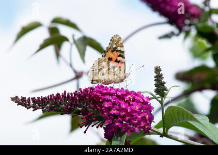 Vanessa cardui. Painted Lady butterfly feeding on buddleja in an english garden Stock Photo