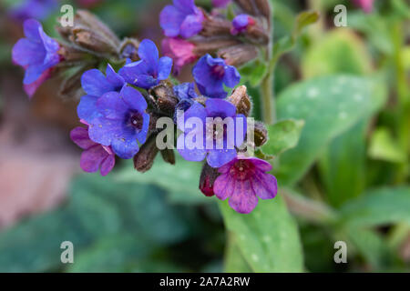 Narrow Leaved Lungwort Flowers in Bloom in Winter Stock Photo