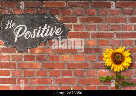 The Words Be Optimistic Written on a Red Brick Wall with a Sunflower growing in Front of the Wall Stock Photo