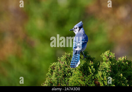 Blue Jay (Cyanocitta cristata) perched in a tree, Cherry Hill, Nova Scotia, Canada Stock Photo