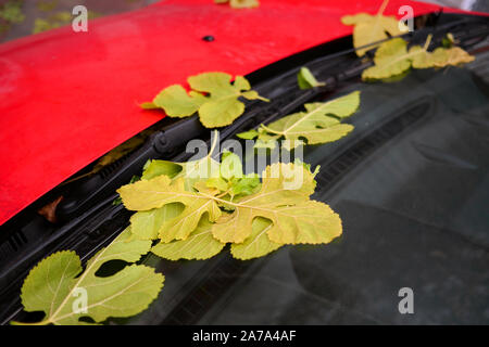 Autumn mood. Fallen yellow leaves on windshield and car wipers, of parked red car. Autumn concept. Close-up. Stock Photo