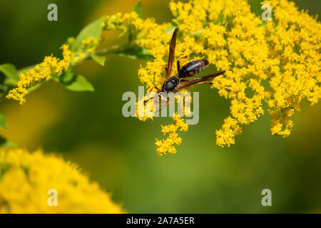 Northern Paper Wasp on Goldenrod Flowers in Summer Stock Photo