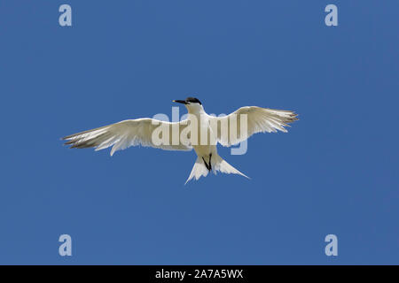 Sandwich tern (Thalasseus sandvicensis / Sterna sandvicensis) flying against blue sky Stock Photo