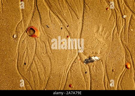 Shells on a golden beach, sand texture Stock Photo