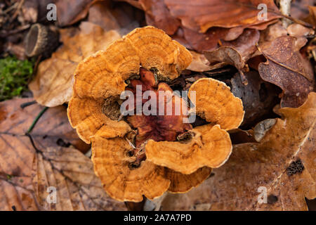 Orange Polypore Growing on Log in Winter Stock Photo