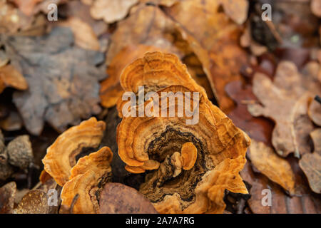 Orange Polypore Growing on Log in Winter Stock Photo