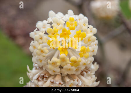 Paper Bush Inflorescence in Winter Stock Photo