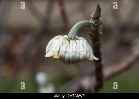 Paper Bush Inflorescence in Winter Stock Photo