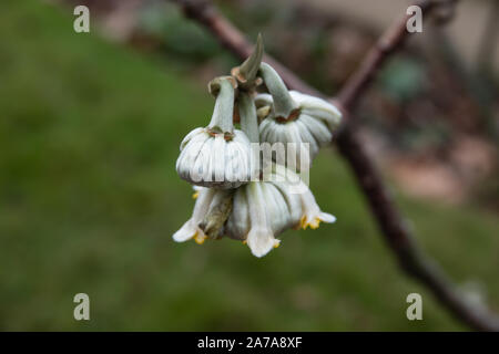Paper Bush Inflorescence in Winter Stock Photo
