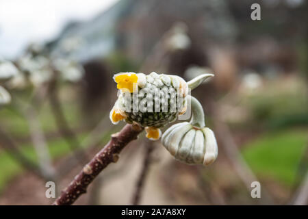 Paper Bush Inflorescence in Winter Stock Photo