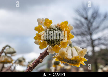 Paper Bush Inflorescence in Winter Stock Photo