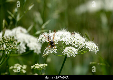 Paper Wasp on Ground Elder Flower Stock Photo