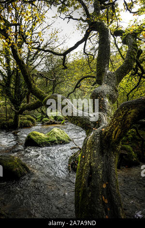 A gnarled old Beech Tree Fagus sylvatica leaning over the River Fowey as it flows through the ancient woodland of Draynes Wood at Golitha Falls in Cor Stock Photo
