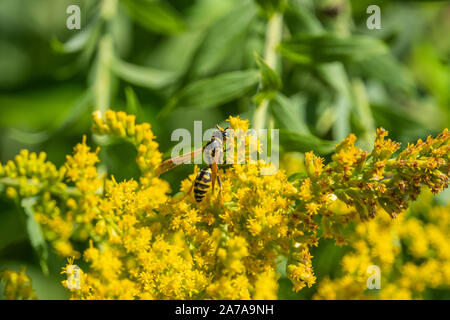 Paper Wasp on Goldenrod Flowers Stock Photo