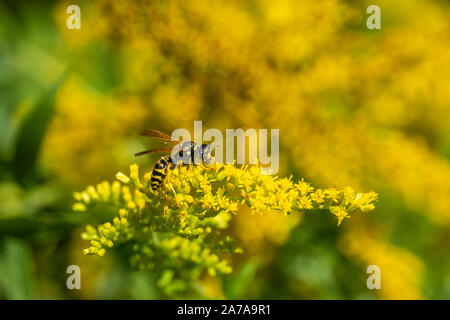 Paper Wasp on Goldenrod Flowers Stock Photo