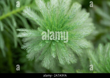 Parrot's Feather Leaves in Summer Stock Photo