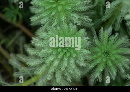 Parrot's Feather Leaves in Summer Stock Photo