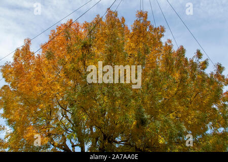 Autumn leaves in the canopy of a Raywood Ash (Fraxinus angustifolia 'Raywood'), a cultivar of Caucasian narrow leaved ash, urban tree, London Stock Photo