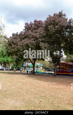 Raywood or Claret Ash trees (Fraxinus angustifolia 'Raywood'), a cultivar of Caucasian narrow leaved ash, on Parsons Green, London SW6 Stock Photo