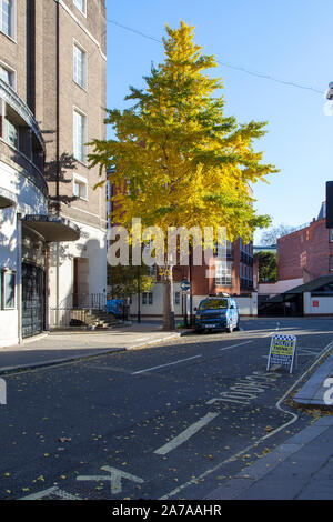 Maidenhair (Ginkgo biloba) street tree, London Stock Photo