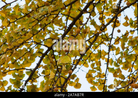 Autumnal leaves and fruit of a female Maidenhair (Ginkgo biloba) street tree, London Stock Photo