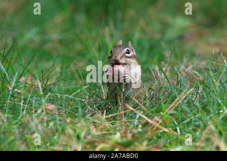 Eastern Chipmunk in Fall Finding Acorns to store Away for Winter Stock Photo