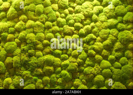 Top view of green rain forest or moss from above Stock Photo