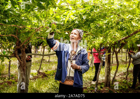 Farm workers culling and picking grapes in a large vineyard in South Africa Stock Photo