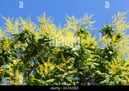 Flowers of a Golden Rain, or Pride of India tree (Koelreuteria paniculata), street tree, Hackney, London Stock Photo