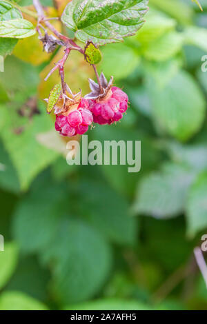 Ripe red raspberries ripen on the Bush in summer Stock Photo