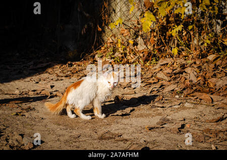 Homeless red kitten on the street on fallen leaves background. Copy space
