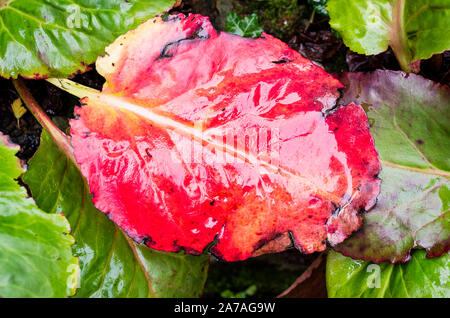 Riotous red colour of a glossy Bergenia leaf in early November in an English gardeng Stock Photo