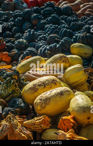 Display of pumpkins and other gourds for Halloween and Thanksgiving Stock Photo