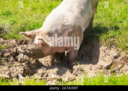 Rescued pig is taking a bath in a mud hole in an animal sanctuary Stock Photo