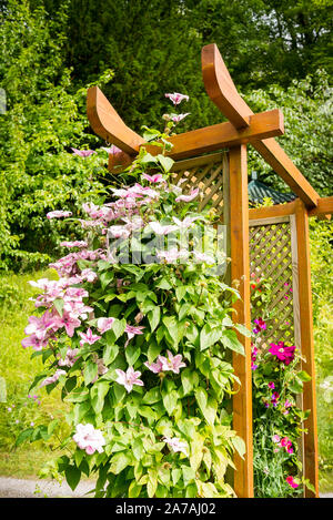 Clematis climbs and flowers on a wooden arch in a Chinese style English garden in Wiltshire UK Stock Photo