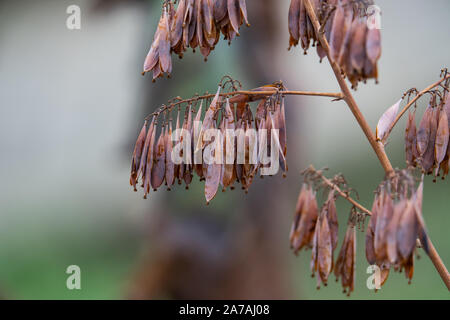 Plume Poppy Fruits in Autumn Stock Photo