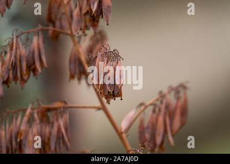 Plume Poppy Fruits in Autumn Stock Photo