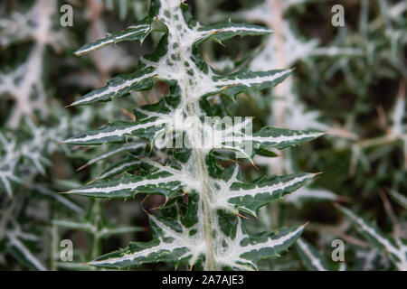 Purple Milk Thistle Leaves in Winter Stock Photo