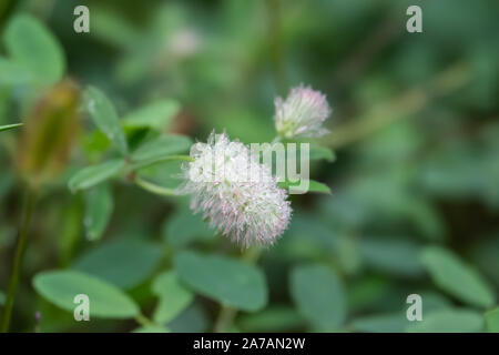 Rain on Rabbitfoot Clover Flowers in Summer Stock Photo