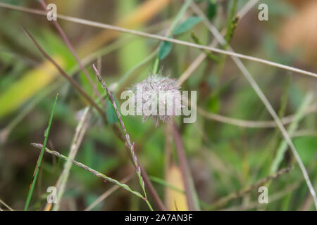 Rain on Rabbitfoot Clover Flowers in Summer Stock Photo