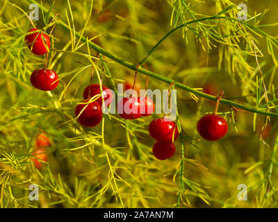 Shiny red berries on an asparagus plant in an autumn garden Stock Photo