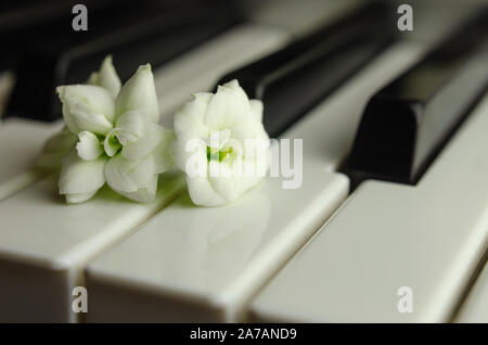 Small white flowers on the piano keyboard. Macro photo with selective focus. Stock Photo