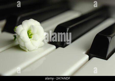 Small white flower on the piano keyboard. Macro photo with selective focus. Stock Photo